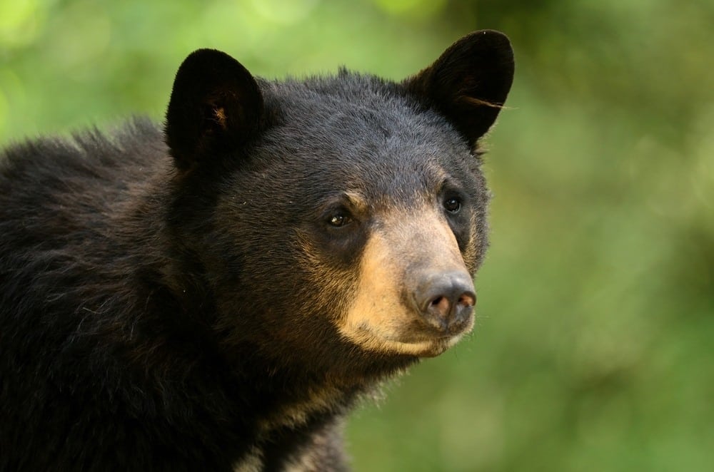 The Best Places To See Bears In Gatlinburg